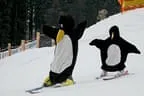 Skishow Bild 86