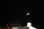 Silvester Bild 1
